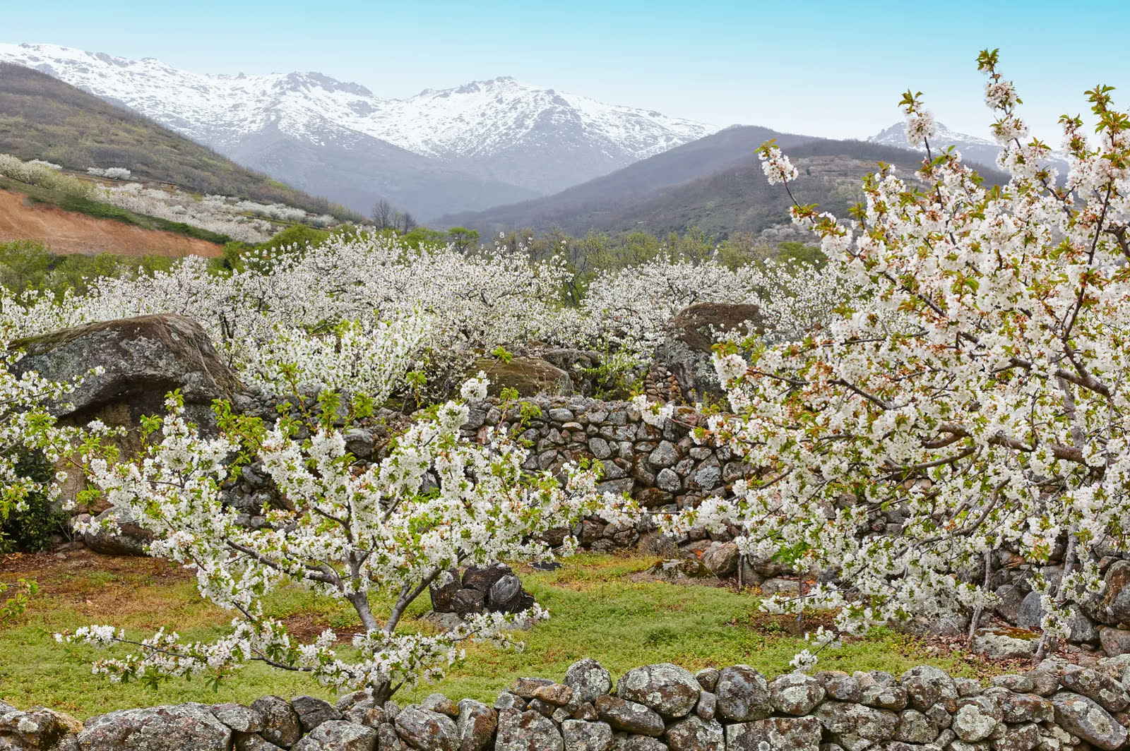 Cherry blossoms and snow-capped mountains in Valle del Jerte, Spain